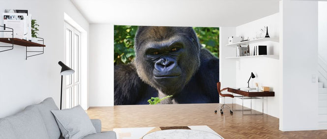 PHOTOWALL / Male Silverback (e317869)