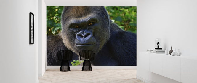 PHOTOWALL / Male Silverback (e317869)