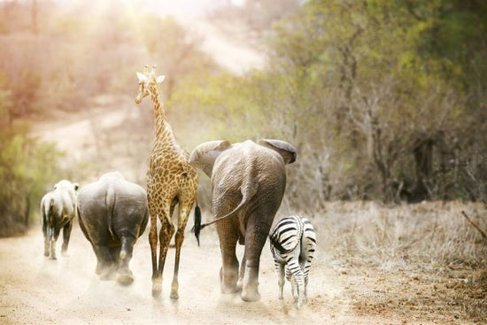 PHOTOWALL / Africa Safari Animals (e317870)