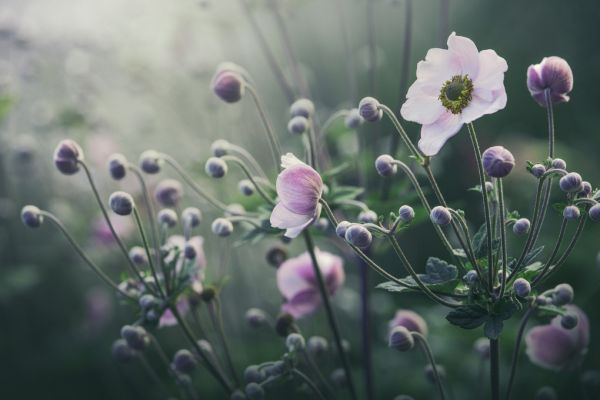 PHOTOWALL / Anemone Flowers in Bloom (e317879)