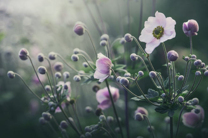 PHOTOWALL / Anemone Flowers in Bloom (e317879)