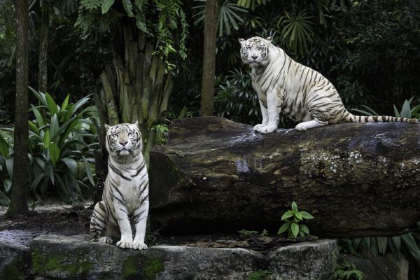 PHOTOWALL / Two White Bengal Tigers (e317884)