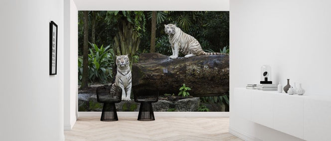 PHOTOWALL / Two White Bengal Tigers (e317884)