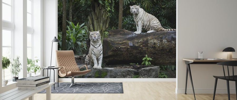 PHOTOWALL / Two White Bengal Tigers (e317884)