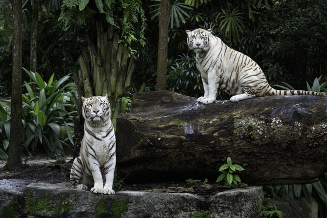 PHOTOWALL / Two White Bengal Tigers (e317884)