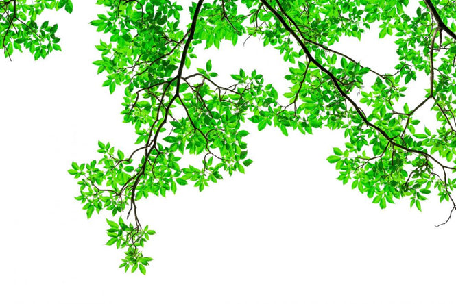 PHOTOWALL / Green Leaf (e317885)