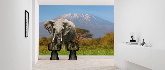 PHOTOWALL / Elephant Grazing (e317886)