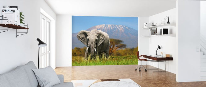 PHOTOWALL / Elephant Grazing (e317886)