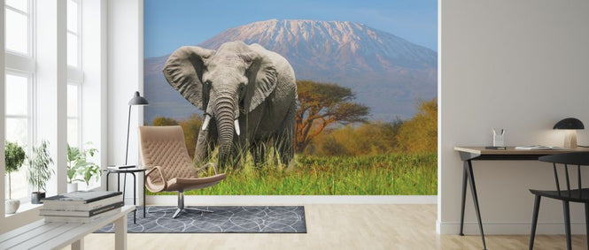 PHOTOWALL / Elephant Grazing (e317886)