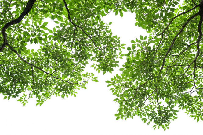 PHOTOWALL / Green Tree Leaves and Branches (e317892)