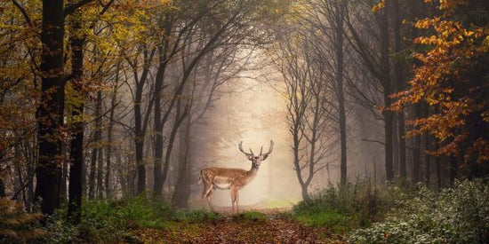 PHOTOWALL / Fallow Deer in a Forest (e317938)
