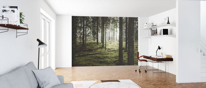 PHOTOWALL / Beautiful Woods Forest (e318024)