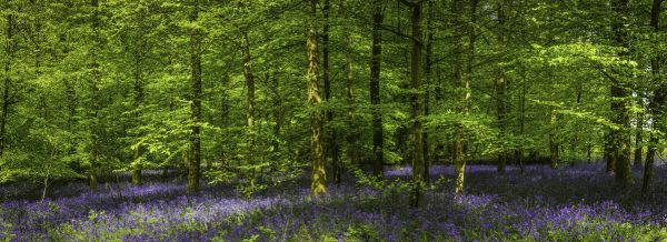 PHOTOWALL / Glade Bluebell Forest (e318025)