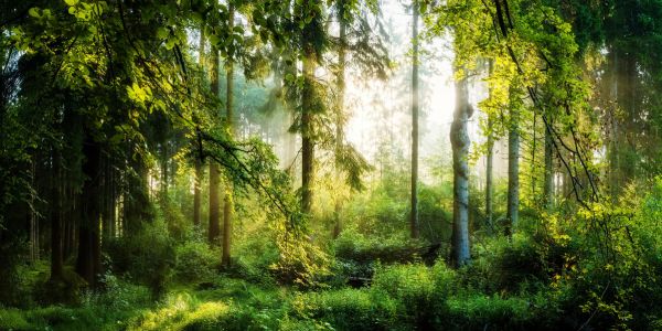 PHOTOWALL / Sunrise in the Forest (e318050)