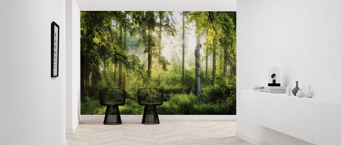 PHOTOWALL / Sunrise in the Forest (e318050)