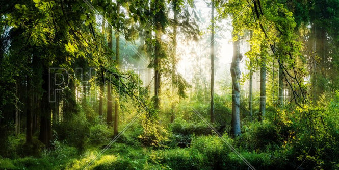 PHOTOWALL / Sunrise in the Forest (e318050)