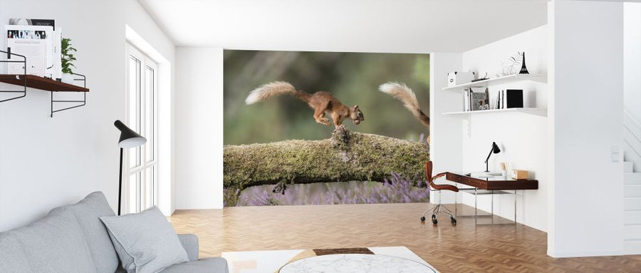 PHOTOWALL / Squirrels Running on Log (e318052)