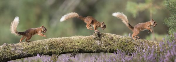 PHOTOWALL / Squirrels Running on Log (e318052)