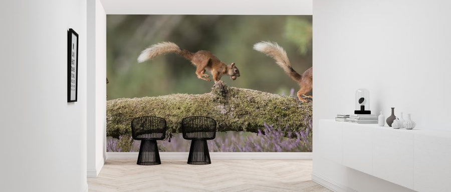 PHOTOWALL / Squirrels Running on Log (e318052)