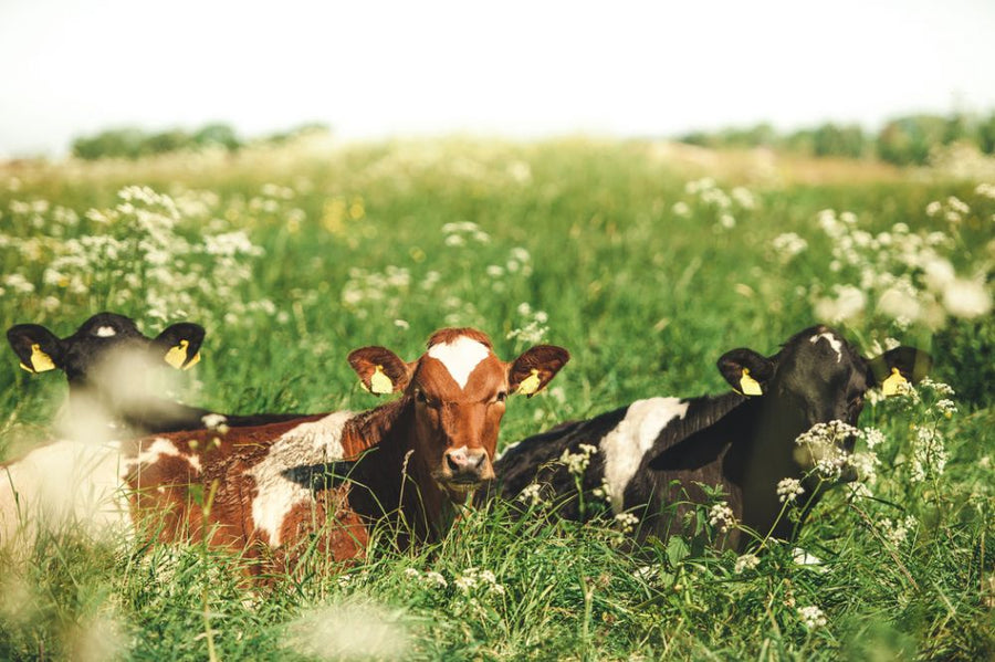 PHOTOWALL / Cows in the Field (e318095)