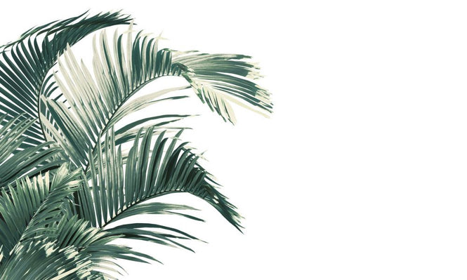 PHOTOWALL / Piece of Paradise - Olive (e319934)