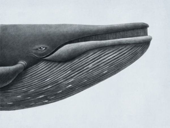 PHOTOWALL / Blue Whale Head (e320009)