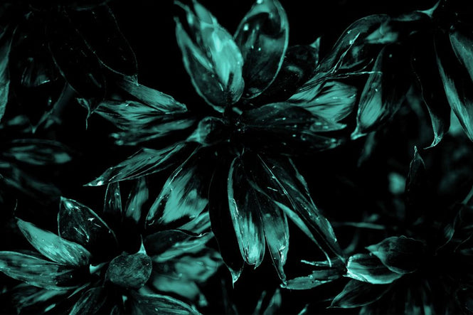 PHOTOWALL / X-Ray (e319464)