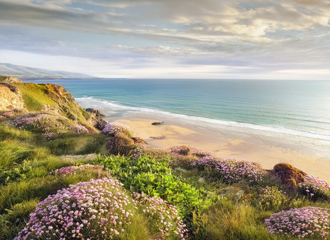 PHOTOWALL / Beach Flower (e318934)