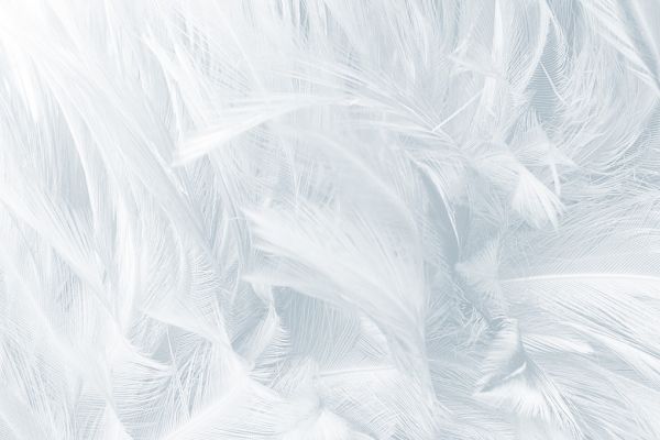 PHOTOWALL / White Feathers (e318189)