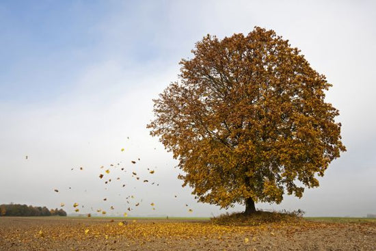 PHOTOWALL / Autumn Maple Tree (e318266)