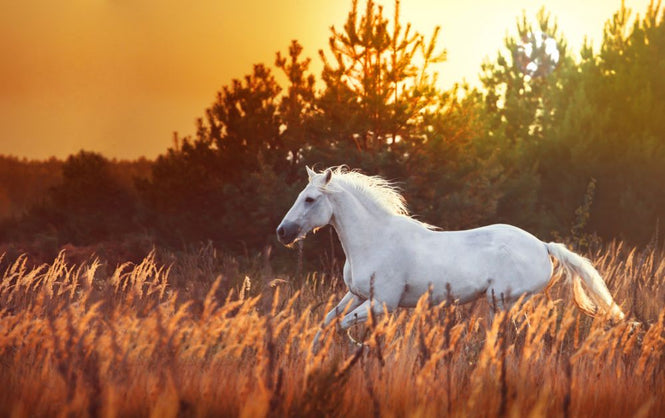 PHOTOWALL / White Horse Run (e318272)