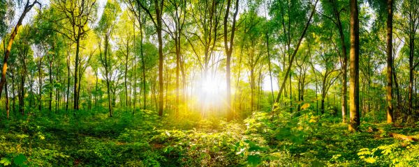 PHOTOWALL / Sunset in the Forest (e318277)