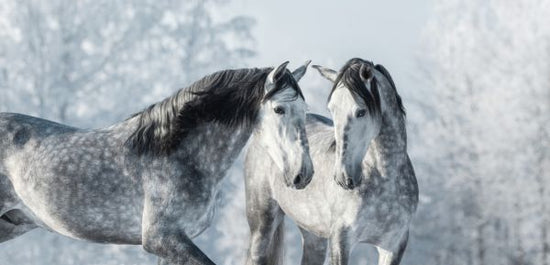 PHOTOWALL / Winter Forest Horses (e318281)