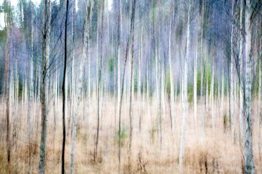 PHOTOWALL / Autumn Birch Forest (e318282)