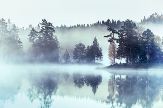 PHOTOWALL / Forest Fog and Mist (e318283)