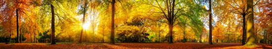 PHOTOWALL / Forest in Autumn (e318285)