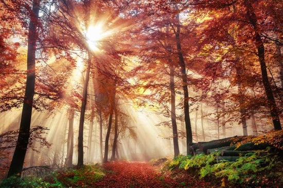 PHOTOWALL / Misty Autumn Forest (e318286)
