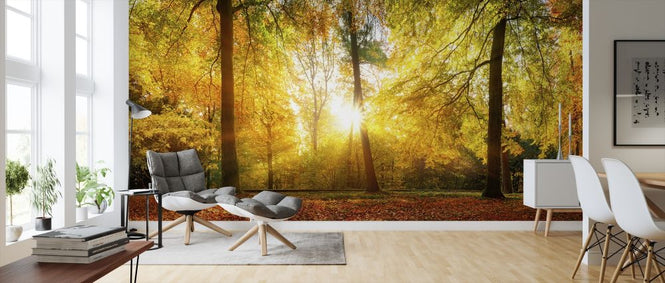 PHOTOWALL / Gorgeous Forest in Autumn (e318287)