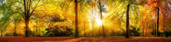 PHOTOWALL / Gorgeous Forest in Autumn (e318287)