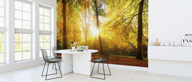PHOTOWALL / Gorgeous Forest in Autumn (e318287)