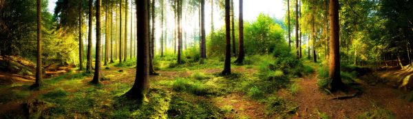 PHOTOWALL / Woodland (e318290)
