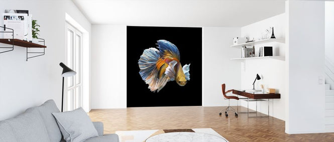 PHOTOWALL / Siamese Fighting Fish (e318293)