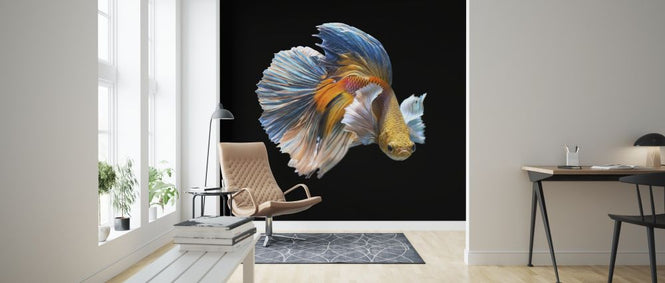 PHOTOWALL / Siamese Fighting Fish (e318293)