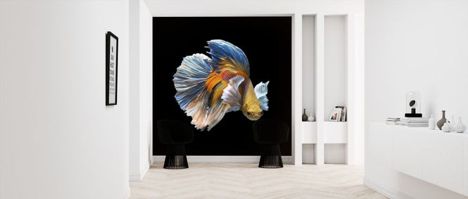PHOTOWALL / Siamese Fighting Fish (e318293)