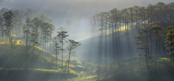 PHOTOWALL / Sun Ray Forest (e318294)