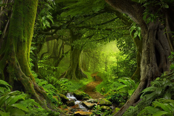 PHOTOWALL / Tropical Jungle (e318295)