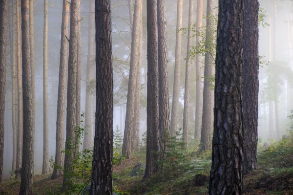 PHOTOWALL / Foggy Forest (e318300)