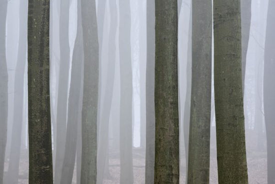 PHOTOWALL / Beech Trees Forest (e318304)