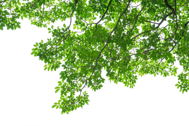 PHOTOWALL / Green Leaves and Branches (e318308)