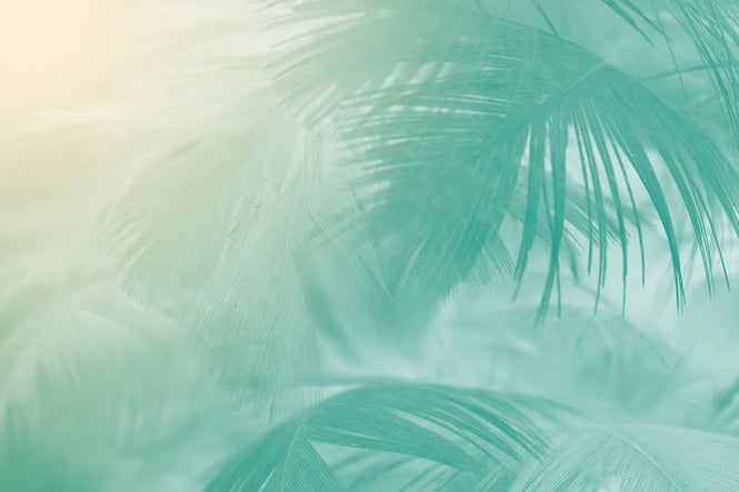 PHOTOWALL / Palm Leaf Close Up (e318165)
